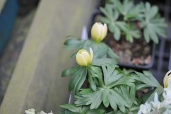 Straw yellow goblet flowers just above fresh foliage